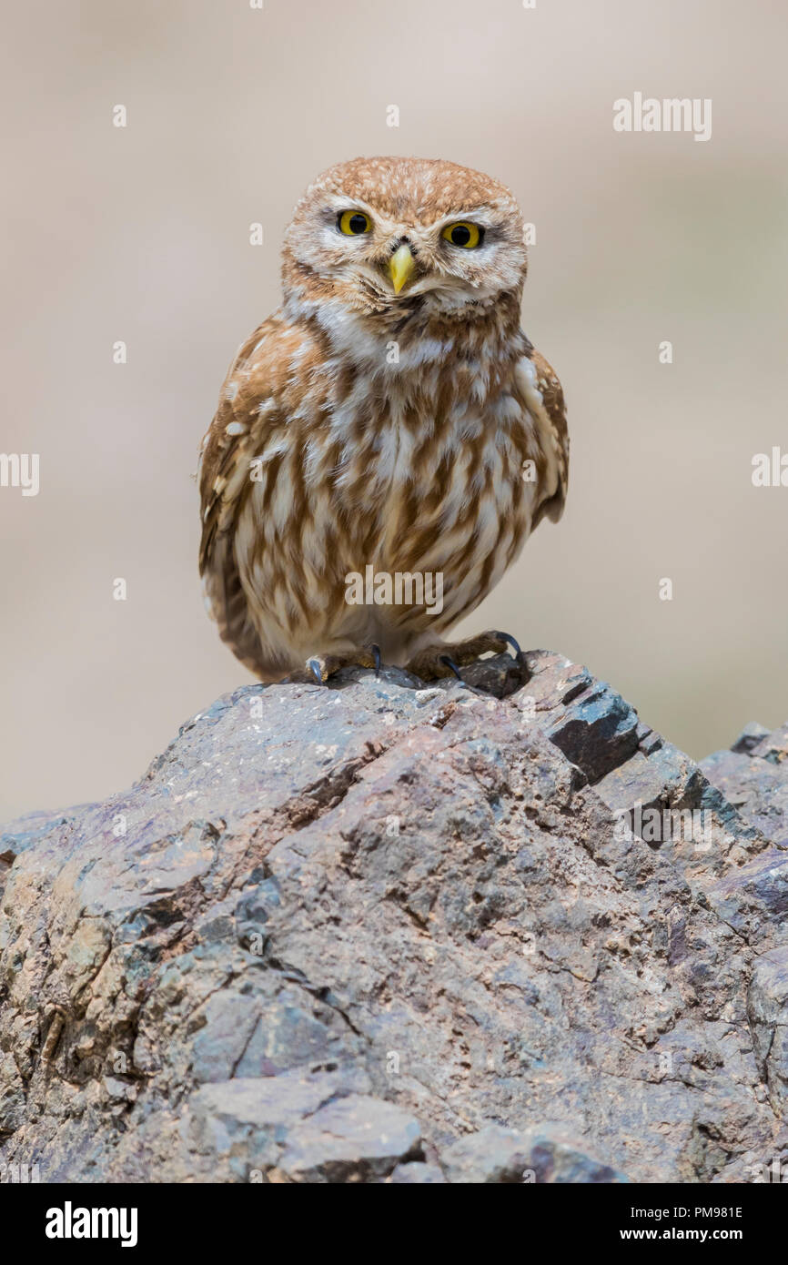 Steinkauz (Athene noctua) saharae, Erwachsene steht auf einem Felsen Stockfoto
