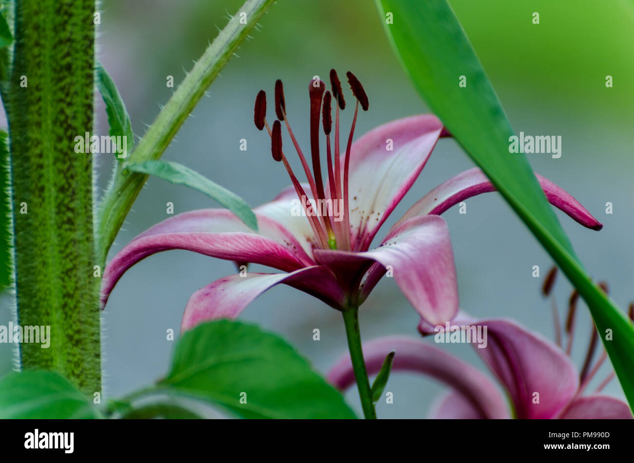 Blick auf eine Blume wachsen in einem grünen Garten in Seattle, Washington, USA. Stockfoto