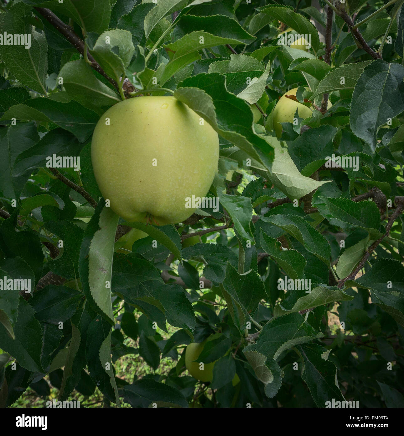 Gelbe äpfel Kelowna, BC Kanada Stockfoto