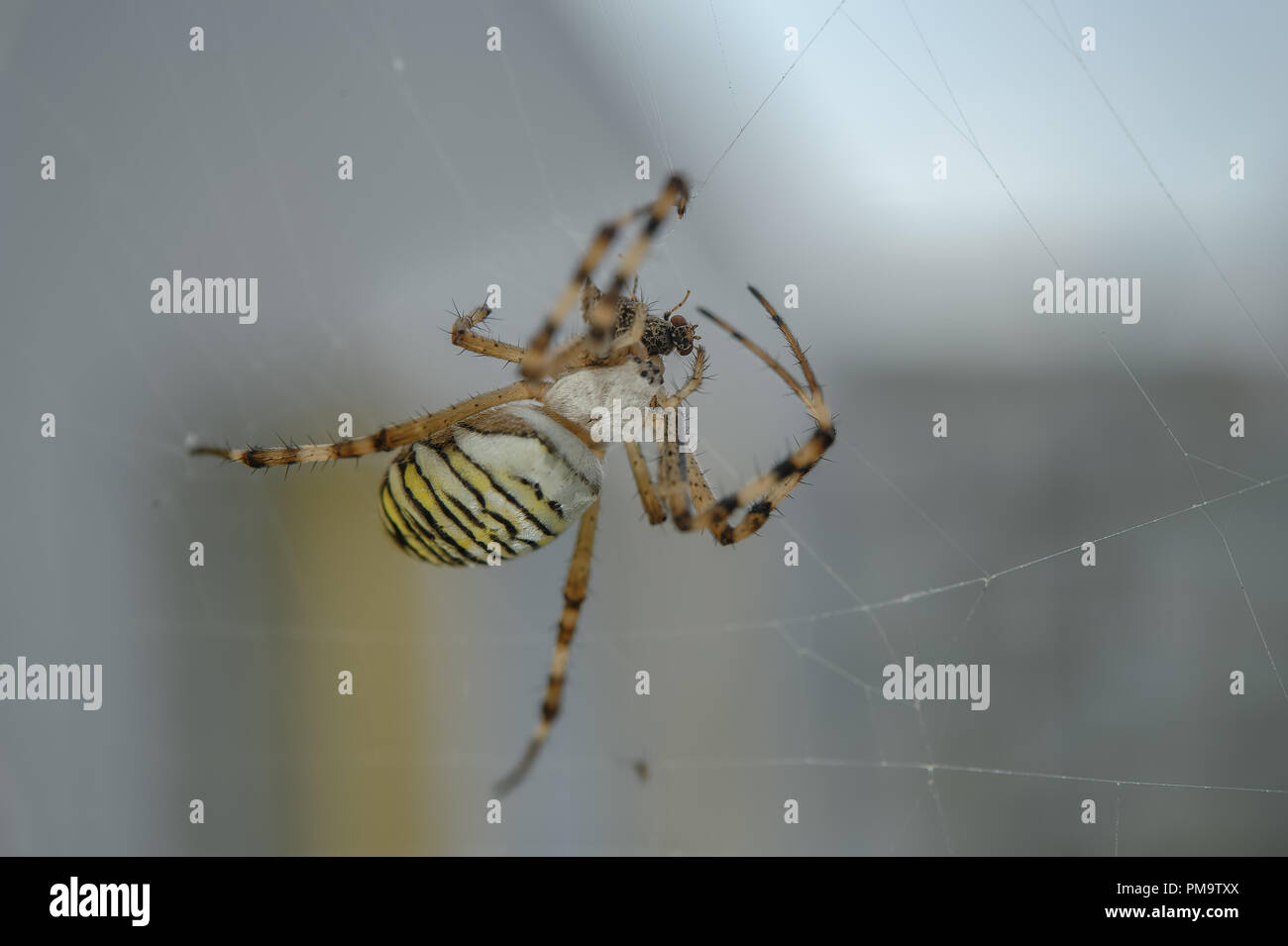 Wasp spider Mit gejagt Fly On Web Stockfoto