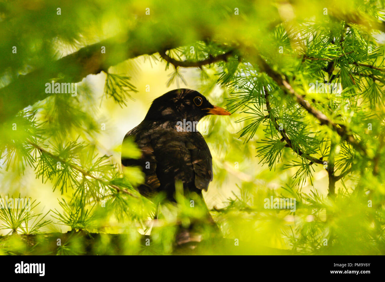 Amsel auf Ast unter den Nadelbäumen, in Wald Stockfoto