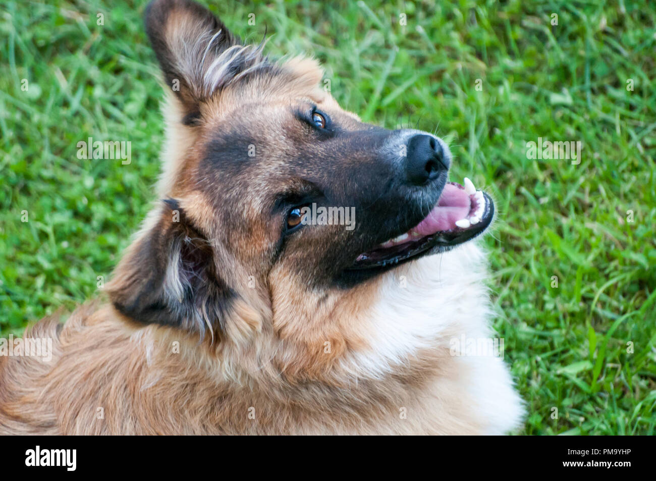 Braune und weiße Hund liegend auf Gras, Suchen nach Stockfoto