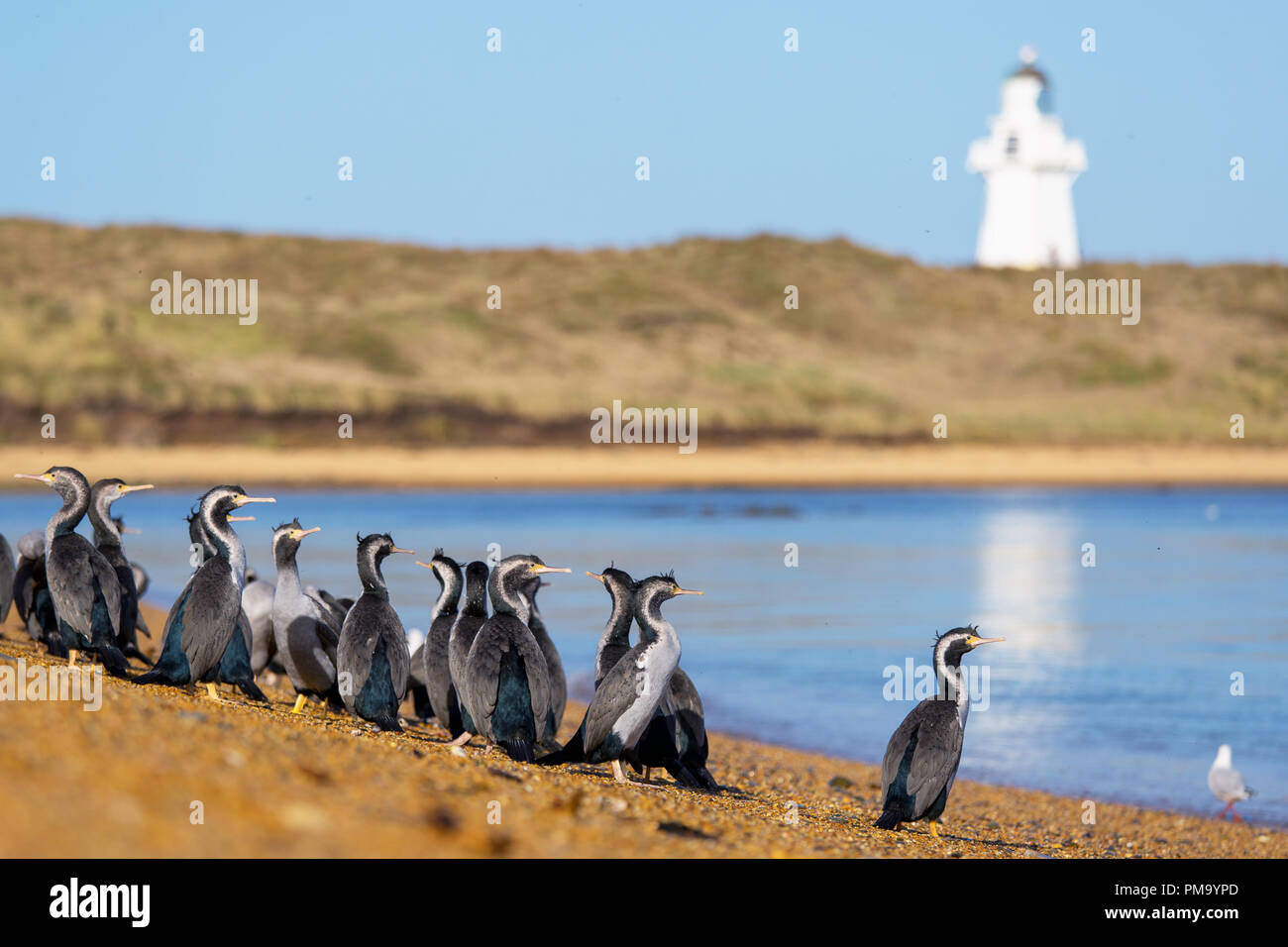 Eine Gruppe von Kormoran vor einem Leuchtturm am Catlins Coast Neuseeland, Südinsel Stockfoto