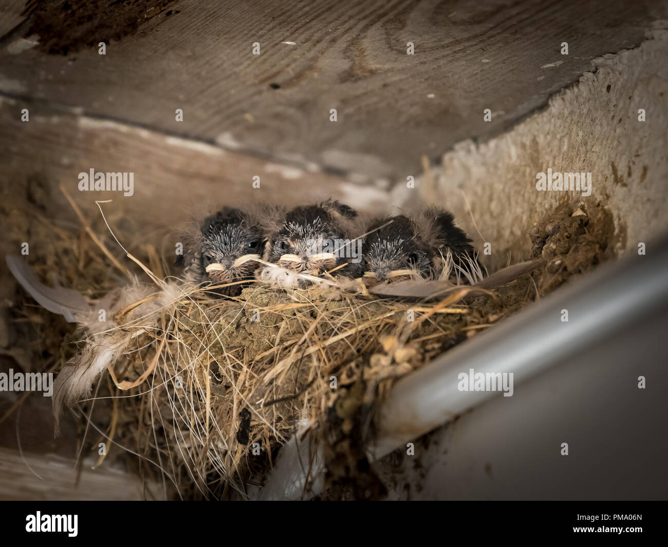 Drei Küken Rauchschwalbe (Hirundo rustica) sitzen in einem Nest und darauf warten, gefüttert zu werden. Stockfoto