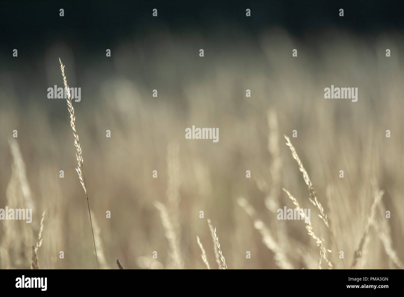 Trockene wildes Gras Stockfoto