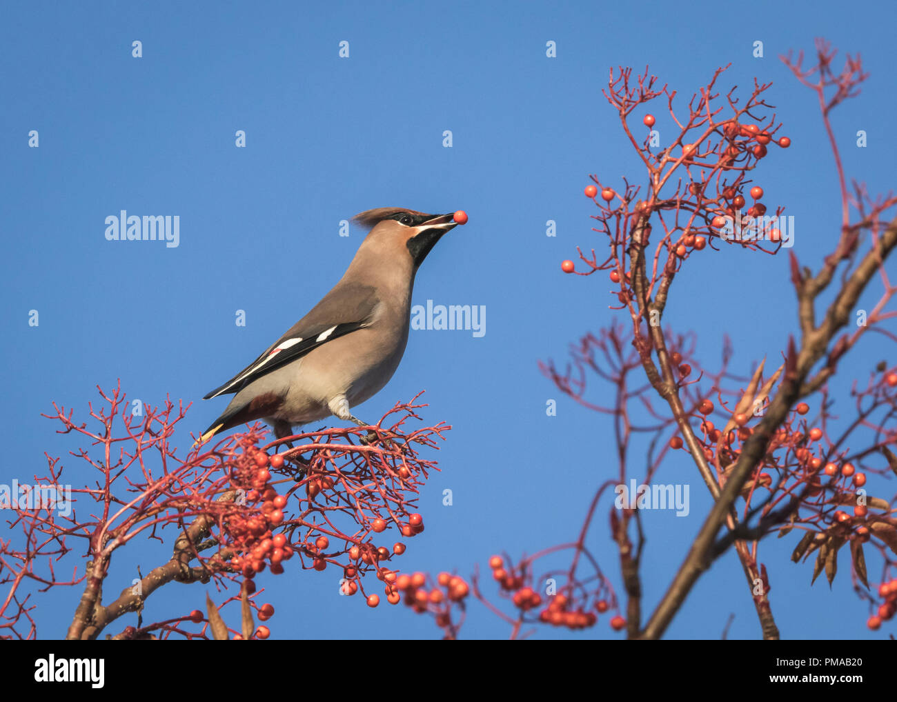 Waxwing auf einem Rowan Tree mit roten Beeren in Perth, Schottland Stockfoto