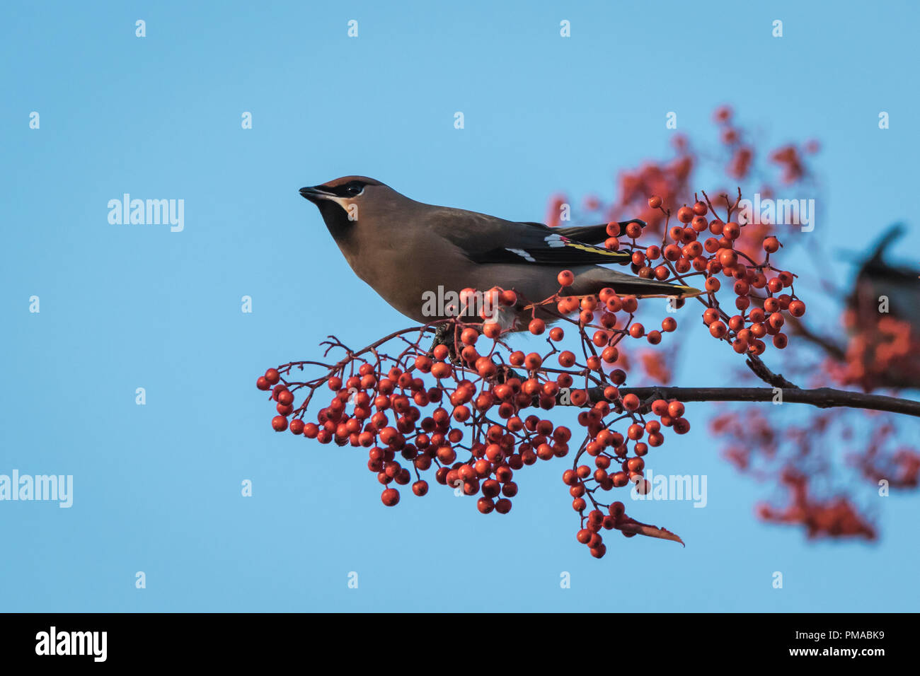 Waxwing auf einem Rowan Tree mit roten Beeren in Perth, Schottland Stockfoto