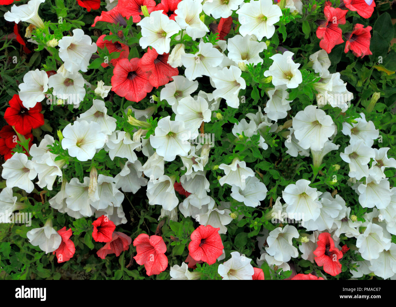 Petunia, Petunien, Rot, Weiß, nachgestellte Mauer, einjährigen Pflanzen, Blumen Stockfoto