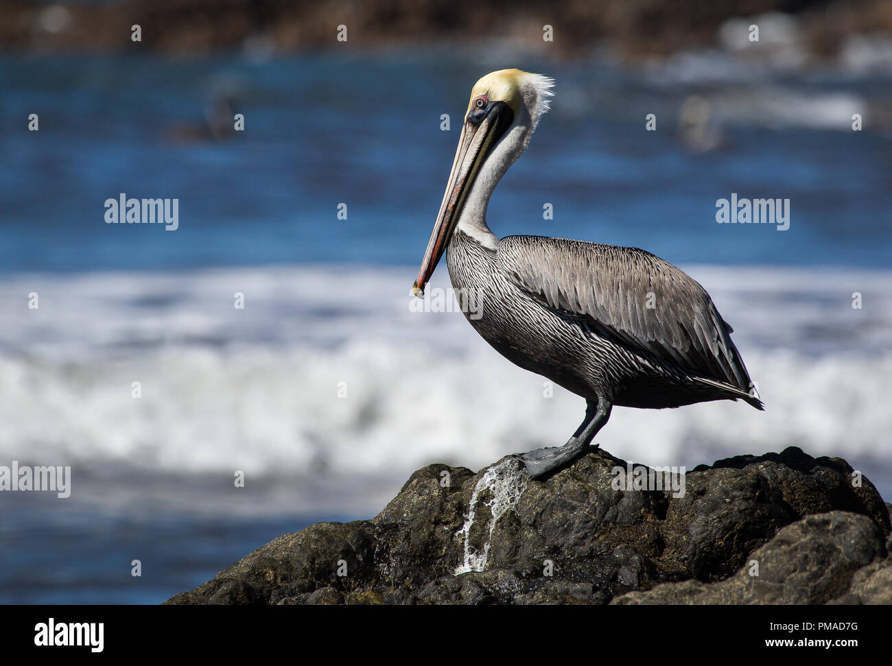 Eine Braune Pelikan in Playa Hermosa, Costa Rica fotografiert. Stockfoto