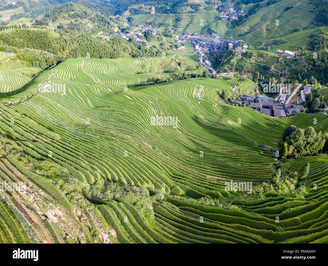 Longji Terraced Rice Fields bedeutet Dragon's Backbone (longji). Die Reisterrassen ähneln Skalen eines Drachen, während die Gipfel der Bergkette rese Stockfoto