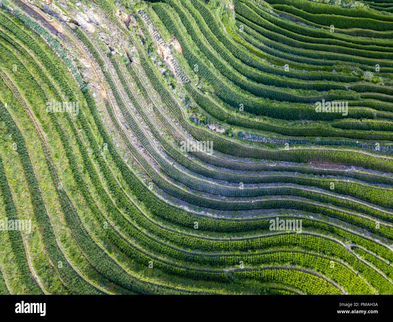 Longji Terraced Rice Fields bedeutet Dragon's Backbone (longji). Die Reisterrassen ähneln Skalen eines Drachen, während die Gipfel der Bergkette rese Stockfoto
