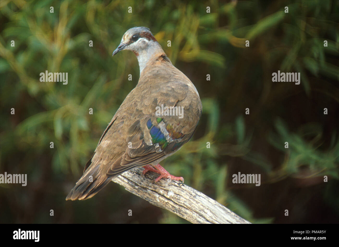 Die Bürste bronzewing (Phaps elegans) ist eine Vogelart aus der Familie Columbidae Taube. Er ist endemisch in Australien Stockfoto