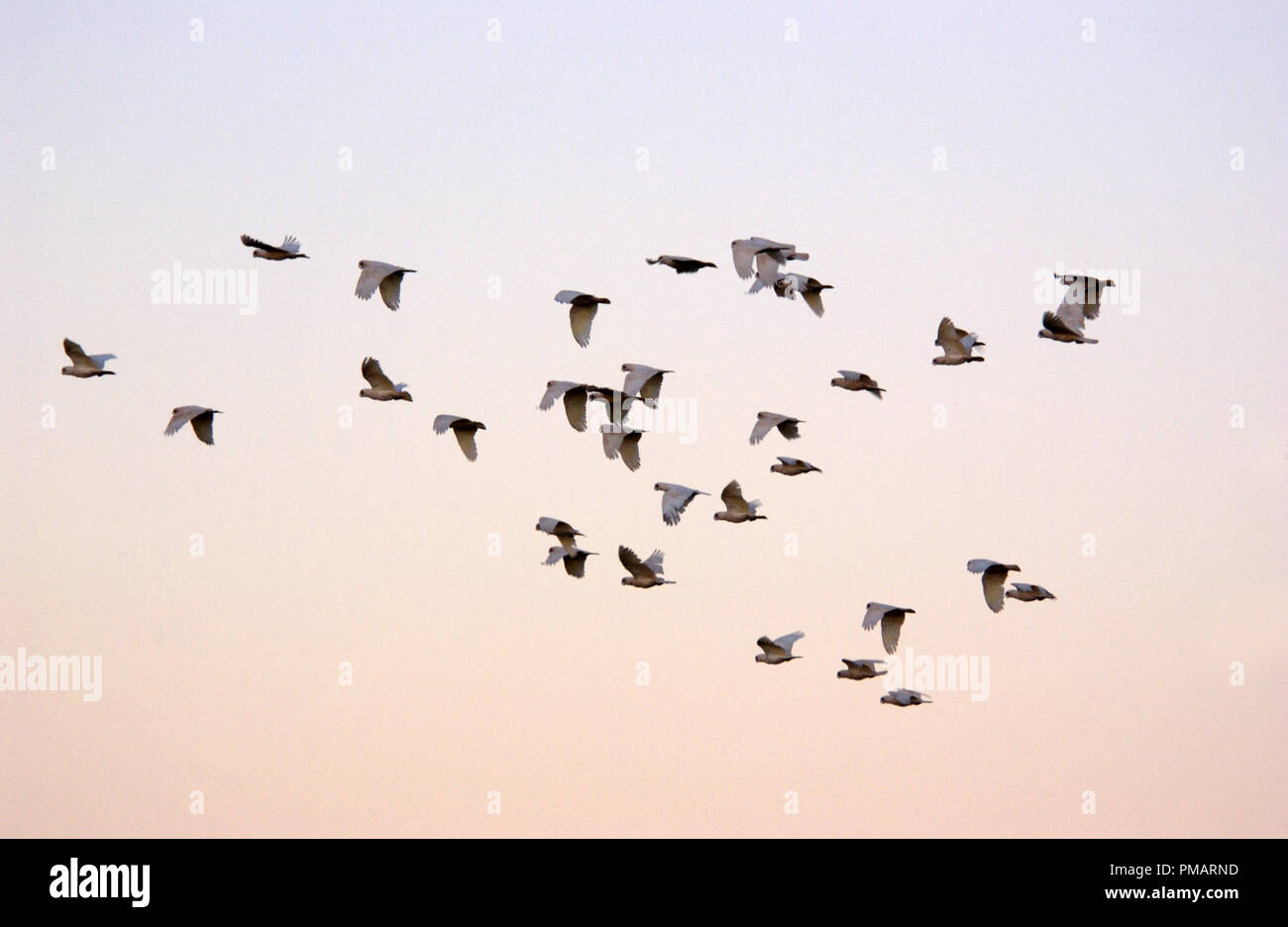 Little corellas (cacatua Sanguinea) Inflight, Outback Western Australia Stockfoto
