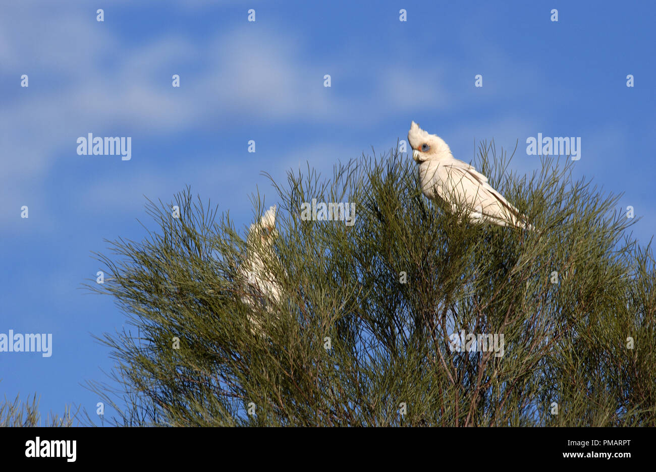 Little corellas (cacatua Sanguinea) in einem Baum im Outback Western Australia thront. Stockfoto