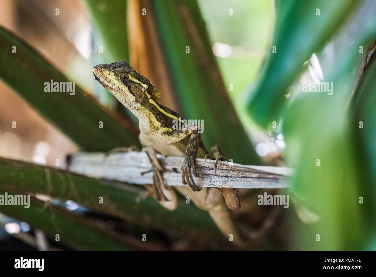 Gestreifte Basilisk Lizard auf Zweig. Stockfoto