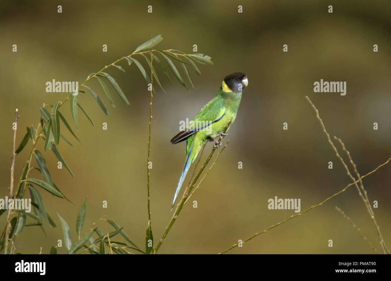 Die australische Ring Hals (Barnardius zonarius) ist ein Papagei in Australien hier im Outback Western Australien gesehen. Stockfoto