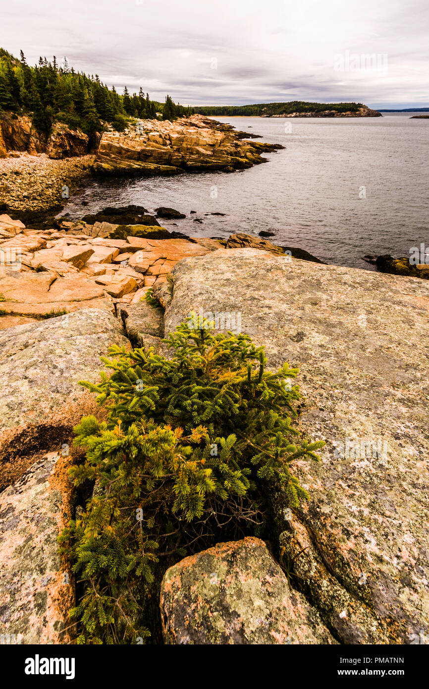 Sandstrand von Otter Cliff Acadia National Park, Mount Desert Island, Maine, USA Stockfoto