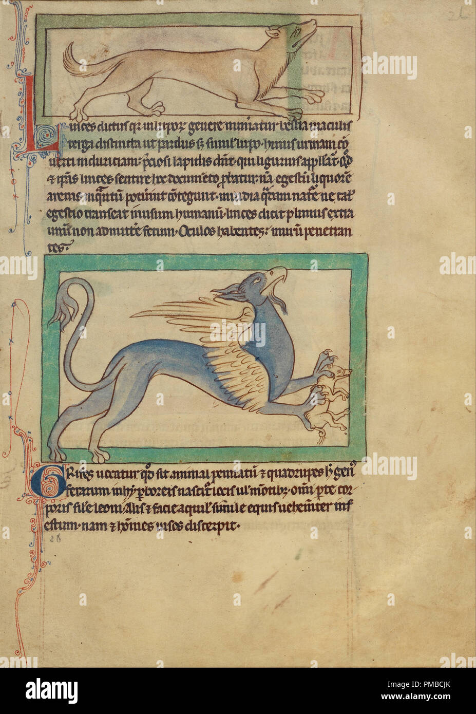 Ein Luchs; ein Greif. Datum/Zeit: Ca. 1250 - 1260. Folio. Federzeichnungen getönt, mit Farbe und transluzente wäscht auf Pergament. Höhe: 210 mm (8.26 in); Breite: 157 mm (6.18 in). Autor: Unbekannt. Stockfoto