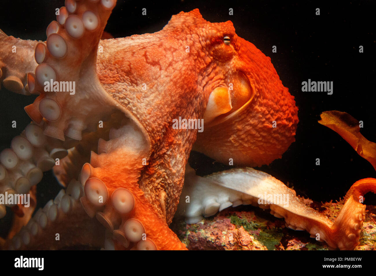 Pazifischer Oktopus, Alaska SeaLife Center, Seward, Alaska. Stockfoto
