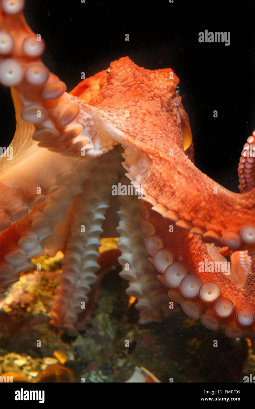 Pazifischer Oktopus, Alaska SeaLife Center, Seward, Alaska. Stockfoto