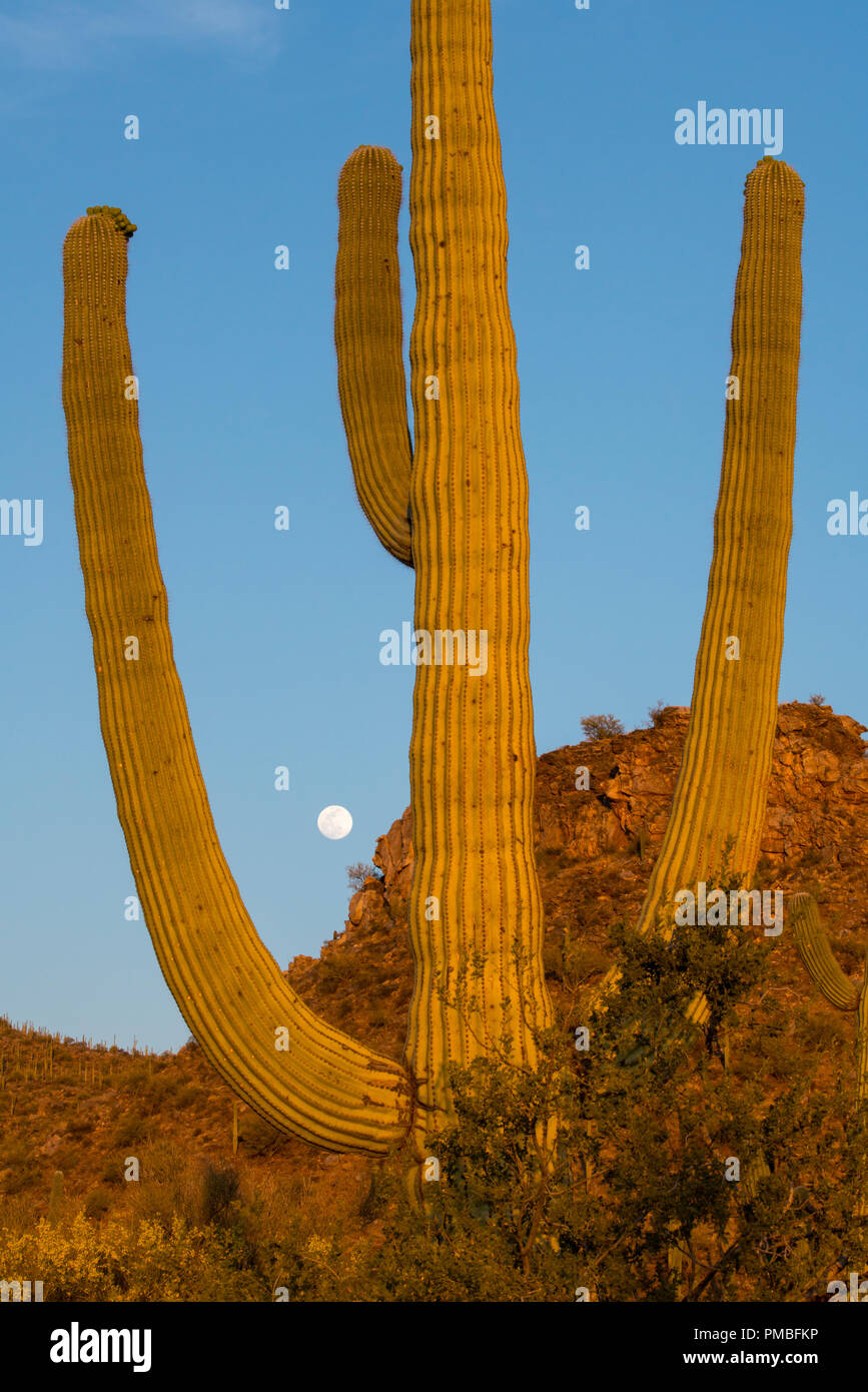 Vollmond, Tortolita Mountains in der Nähe von Tucson, Marana, Arizona. Stockfoto