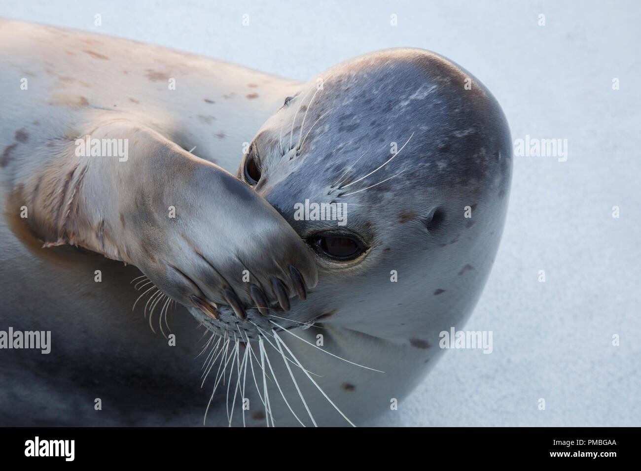Harbour Seal, Alaska SeaLife Center, Seward, Alaska Stockfoto