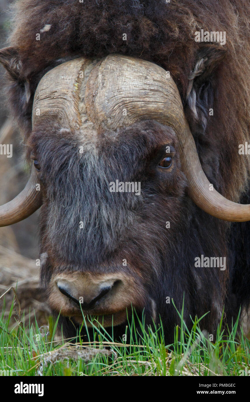 Muskox, Arktische Alaska. Stockfoto