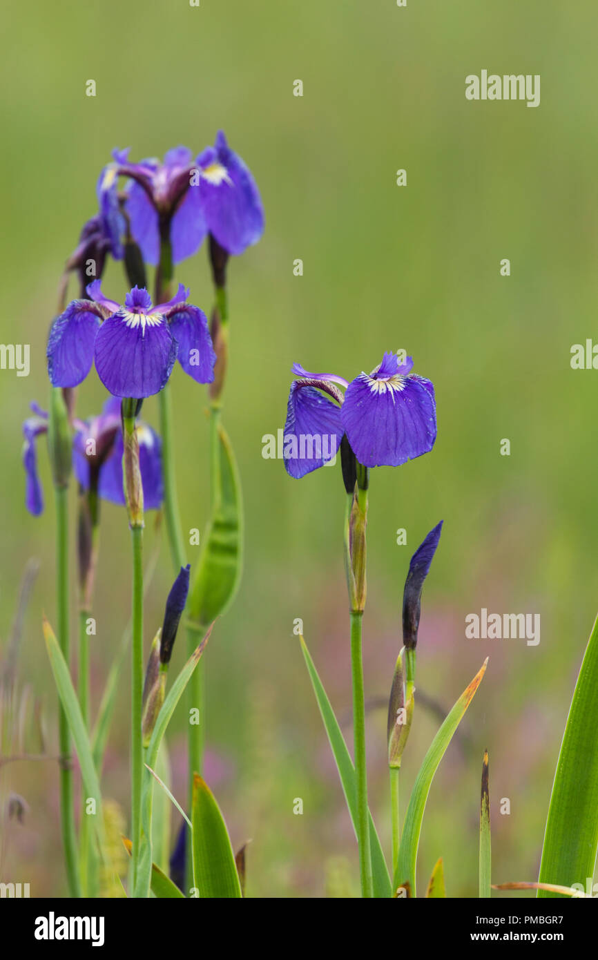 Wild Iris, Lake Clark National Park, Alaska. Stockfoto