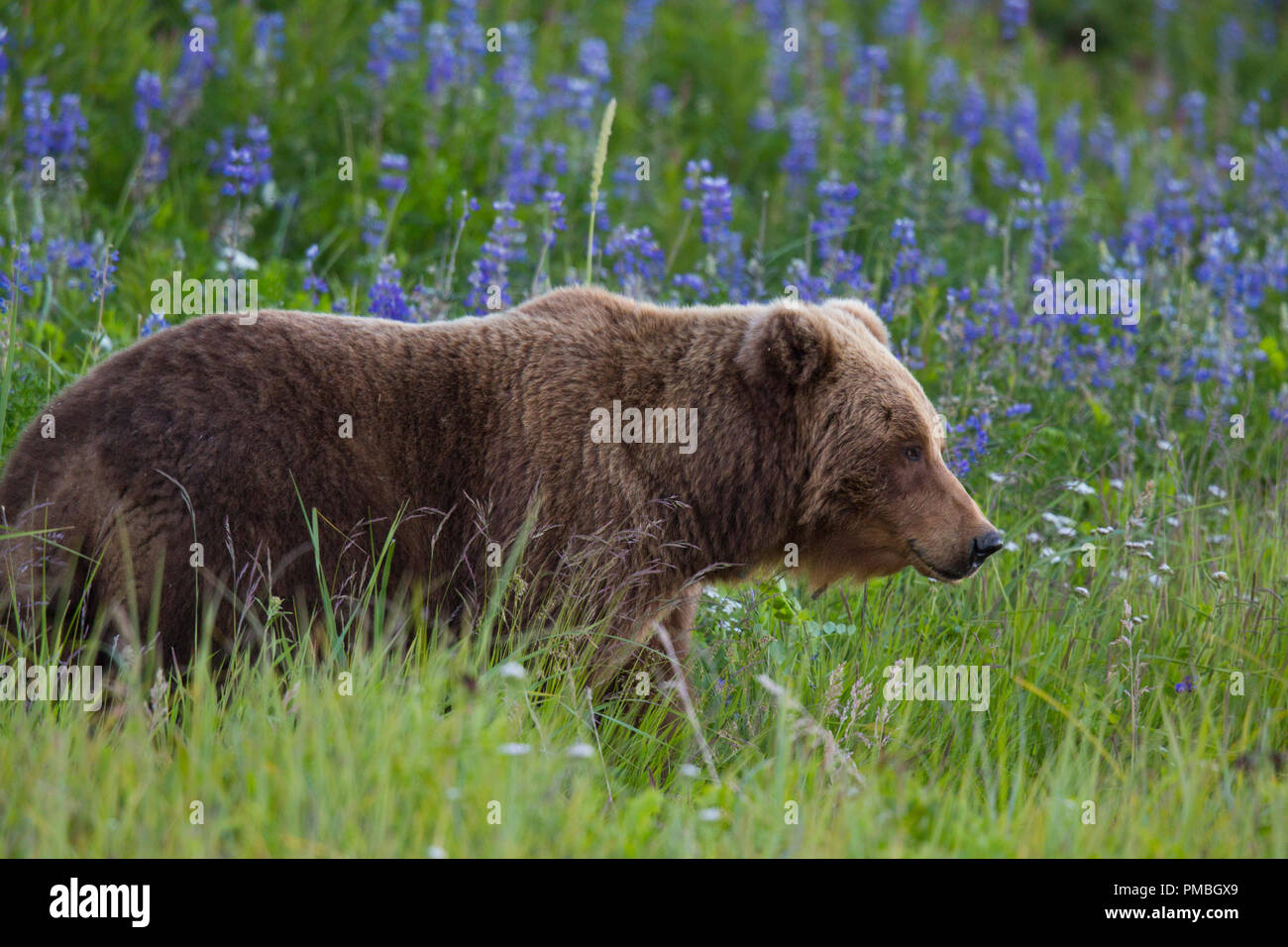 Eine braune oder Grizzly Bear, Lake-Clark-Nationalpark, Alaska. Stockfoto