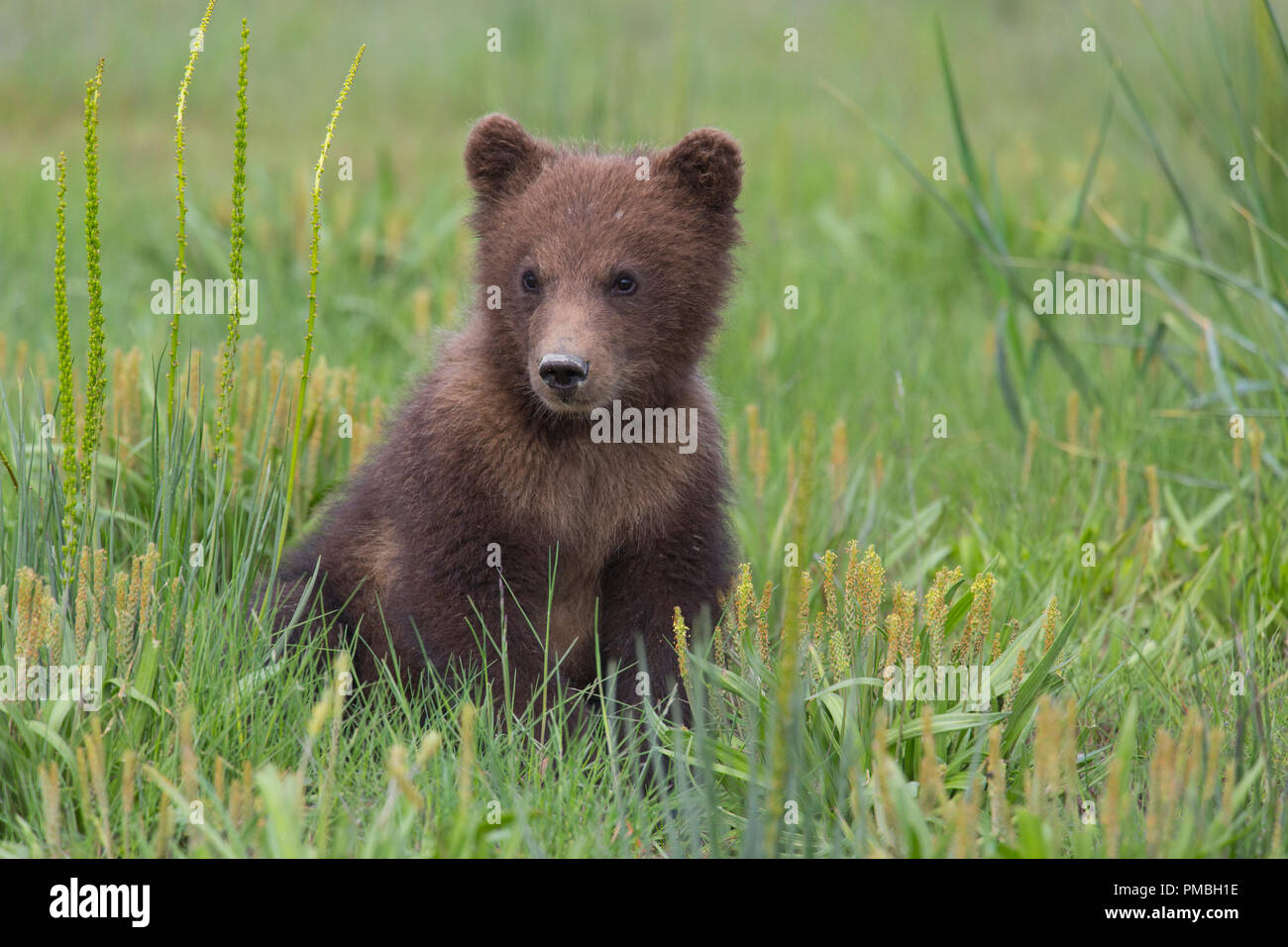 Eine braune oder Grizzly Bear, Lake-Clark-Nationalpark, Alaska. Stockfoto