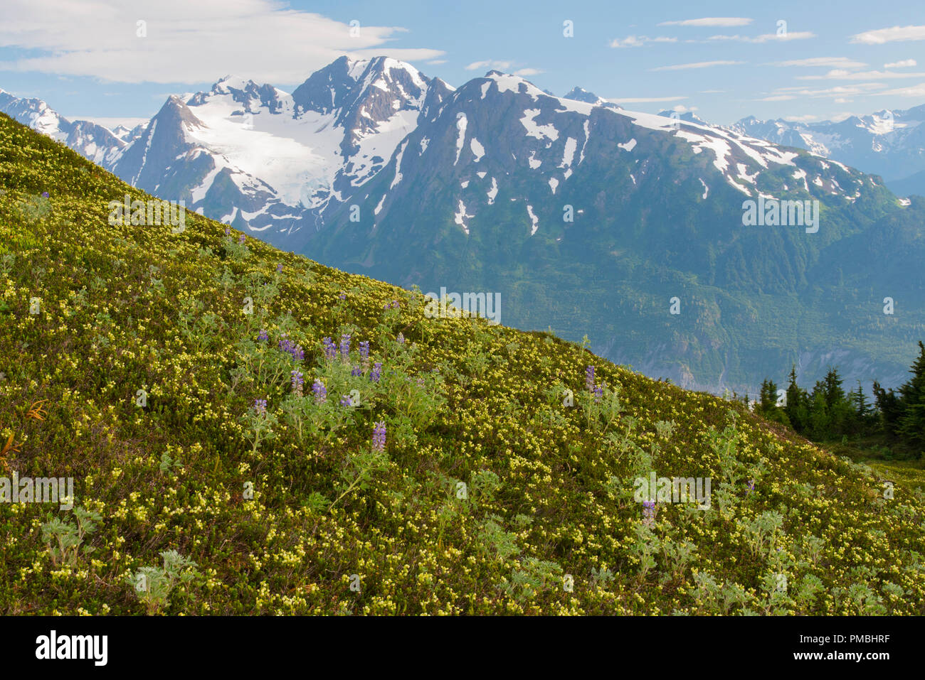 Spencer Gletscher Sitzbank, Chugach National Forest, Alaska. Stockfoto