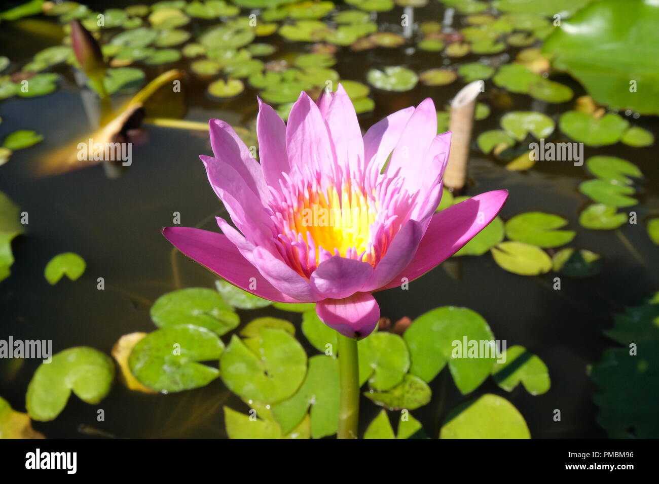 Ein blühender Lotus Blume in der Mitte der trübe Wasser im Zoo von Honolulu auf Oahu, Hawaii Stockfoto