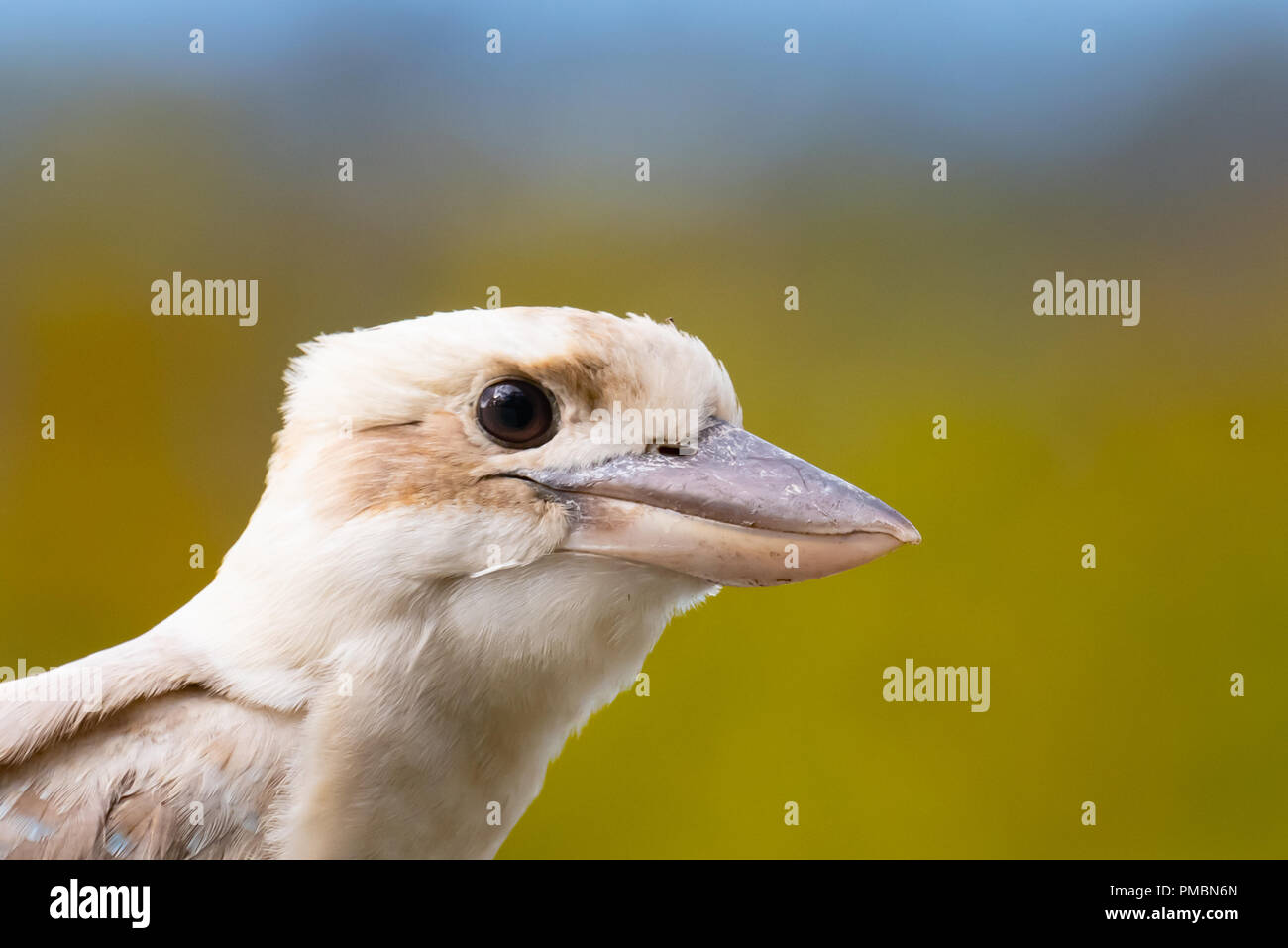 Kookaburra Portrait - Kopf geschossen Stockfoto