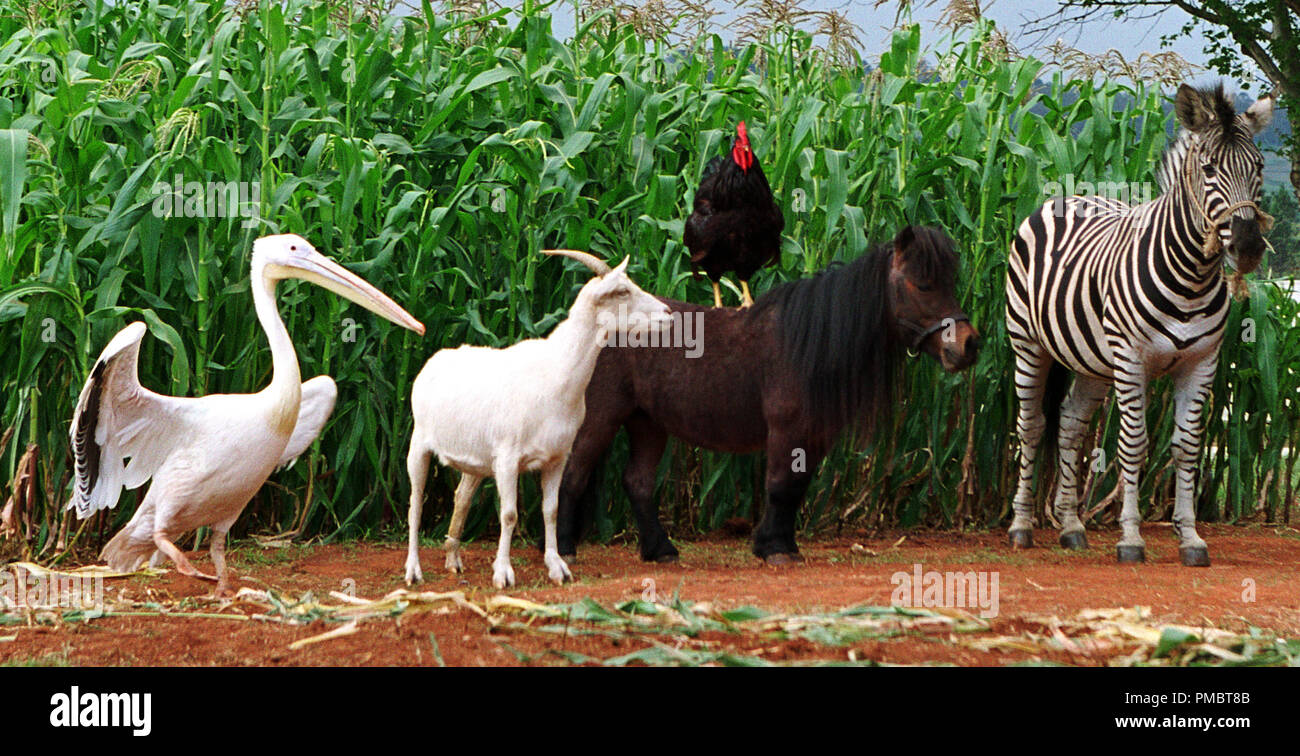 L-R: GANS die Rohrdommel, geäußert von JOE PANTOLIANO; FRANNY Ziege, geäußert von Whoopi Goldberg; Reggie der Hahn, geäußert von Jeff Foxworthy; TUCKER das Pony, von DUSTIN HOFFMAN und Streifen, geäußert von FRANKIE MUNIZ, in Aktion von Alcon Entertainment live/CGI-animation Familie motion picture "Racing Stripes", von Warner Bros. Pictures vertrieben. (2004) Stockfoto