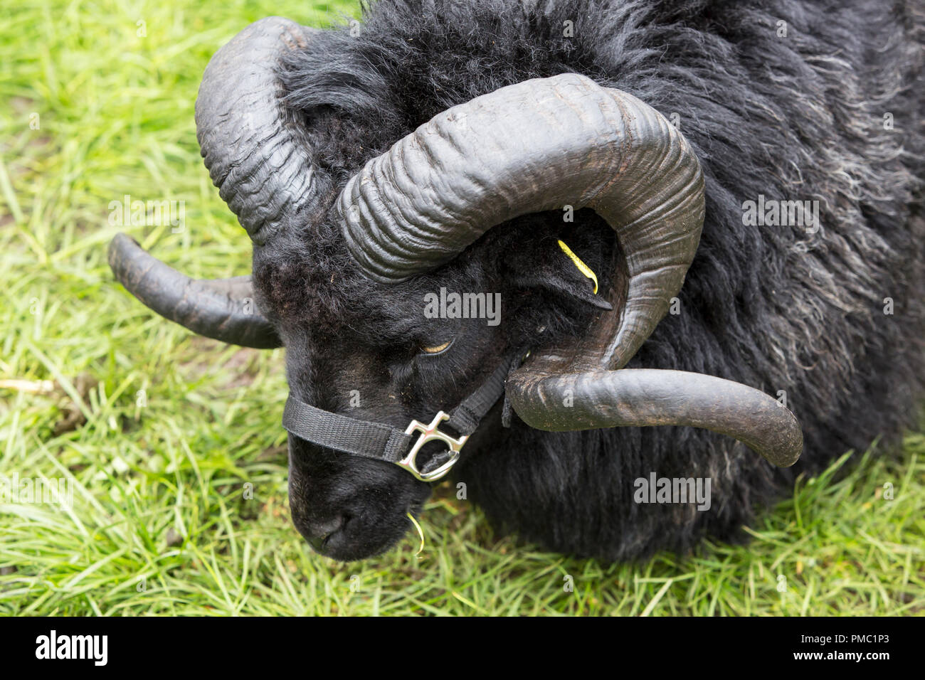 Eine schwarze Welsh Mountain ram an der Westmorland County, in der Nähe von Kendal, Cumbria, Großbritannien. Stockfoto