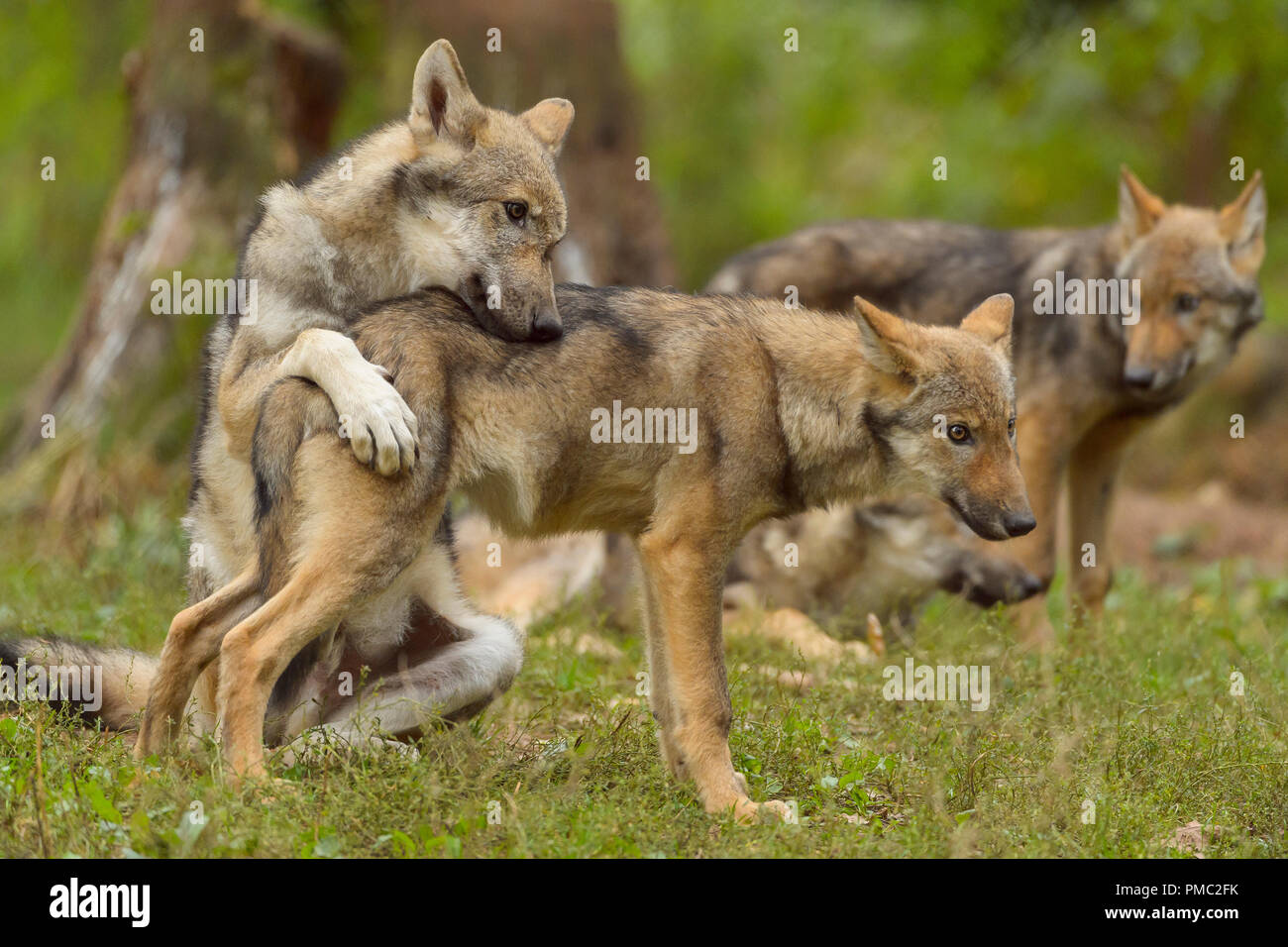 Europäische Grauer Wolf, Canis lupus lupus, junge Wölfe, Deutschland Stockfoto