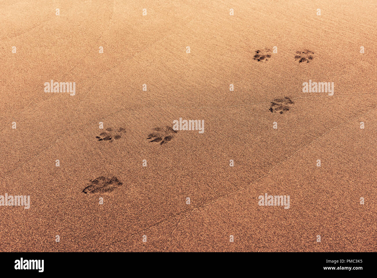 Tierische Spuren im Sand Stockfoto