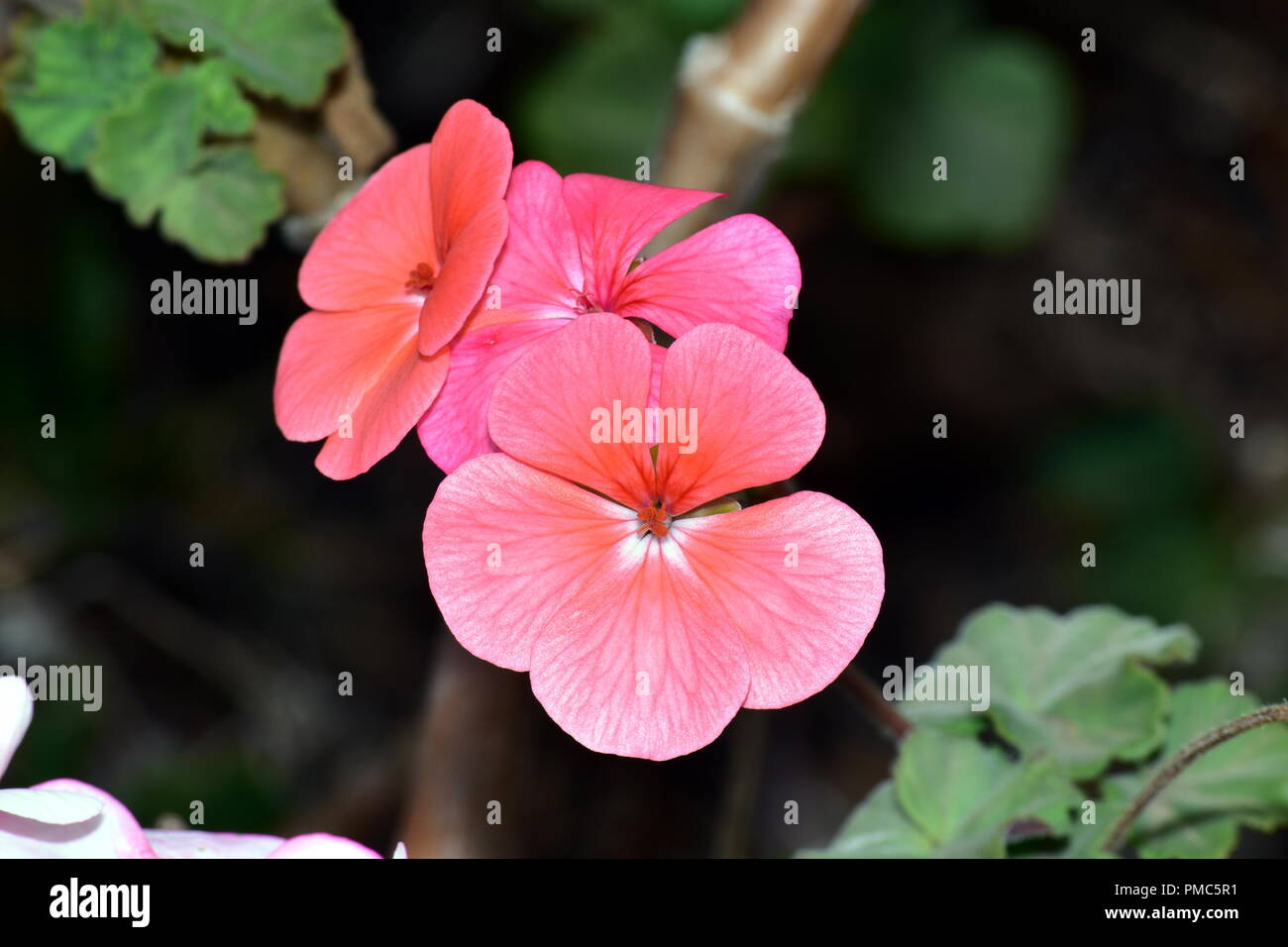 rosa Blume Stockfoto