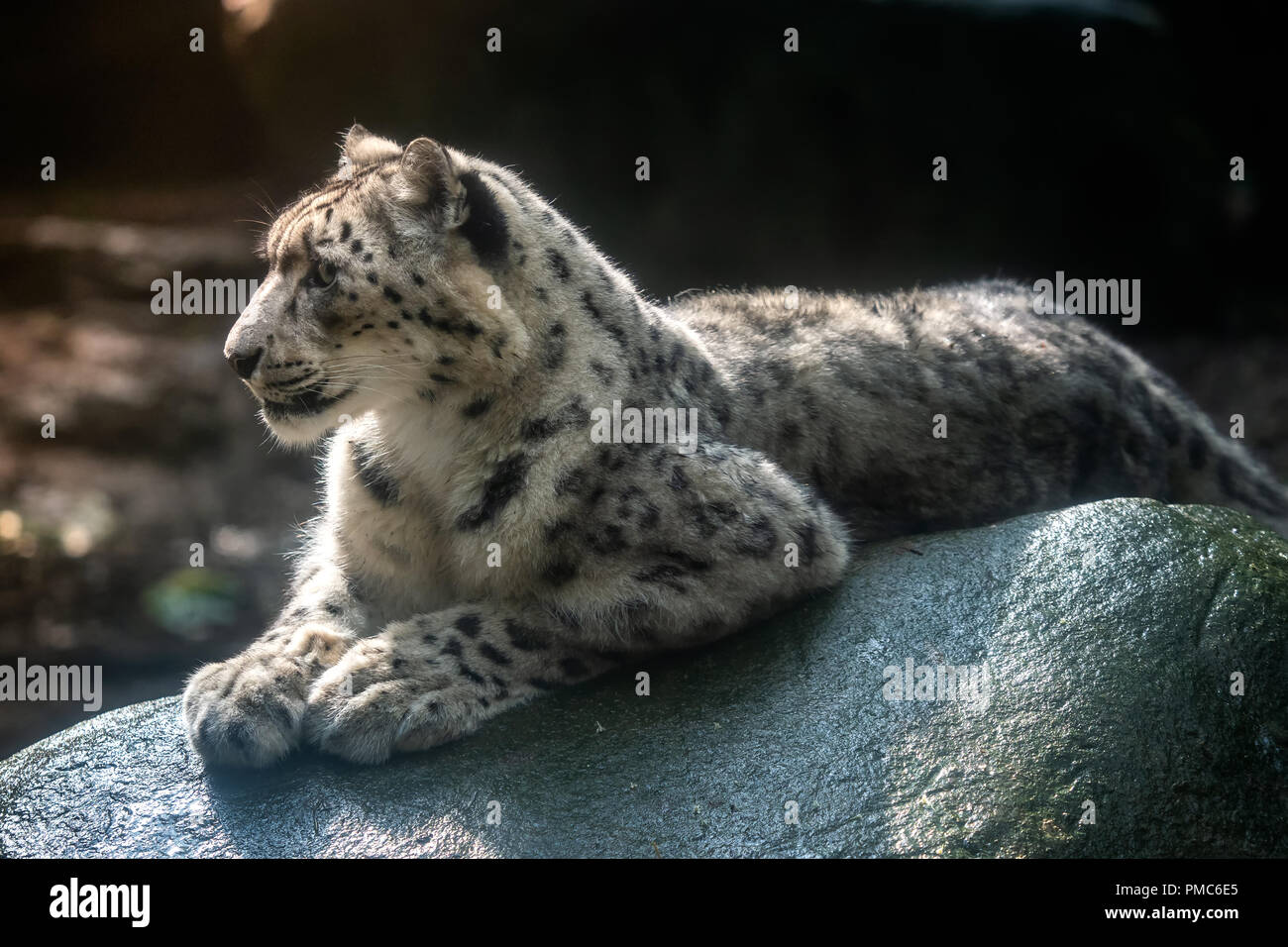 Snow Leopard - Irbis (Panthera uncia). Stockfoto
