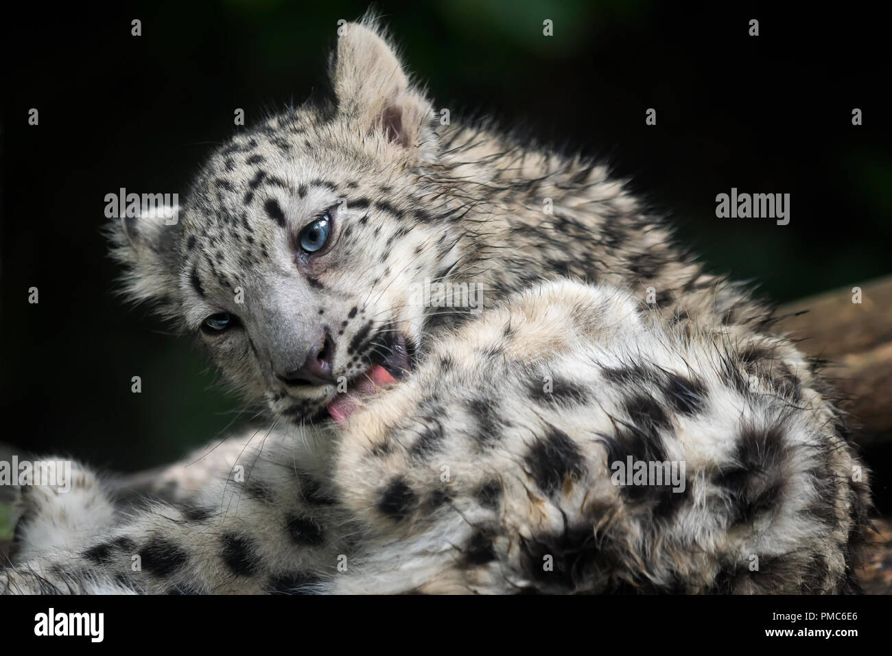 Baby snow leopard (Panthera uncia). Junge snow leopard leckt sich ihr Fell. Stockfoto
