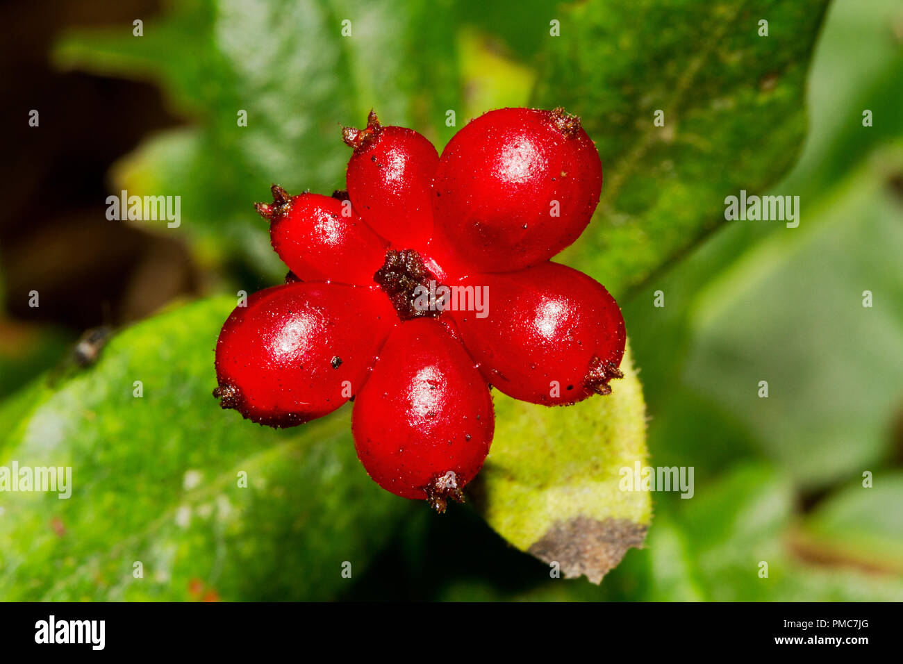 Cluster von giftigen roten Beeren oder geißblatt Lonicera Stockfoto