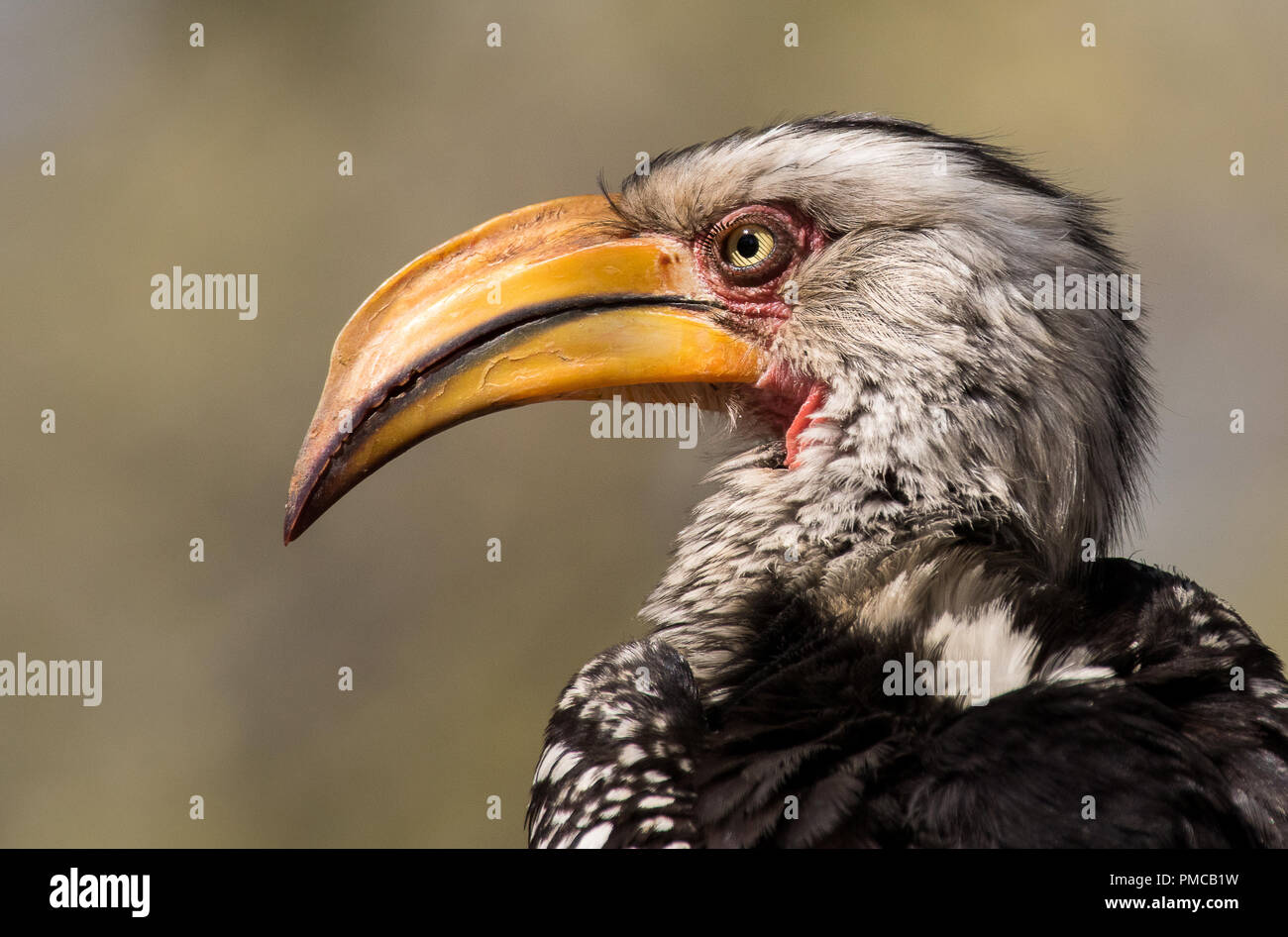 Porträt einer Southern Yellow billed Hornbill in der Limpopo Provinz von Südafrika fotografiert. Stockfoto