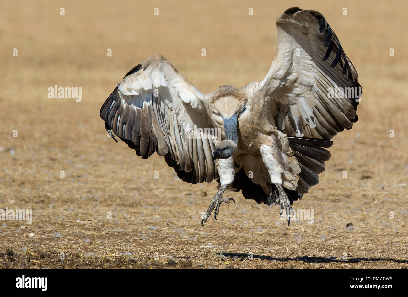 Eine fliegende Cape VULTURE fotografiert in Südafrika Stockfoto