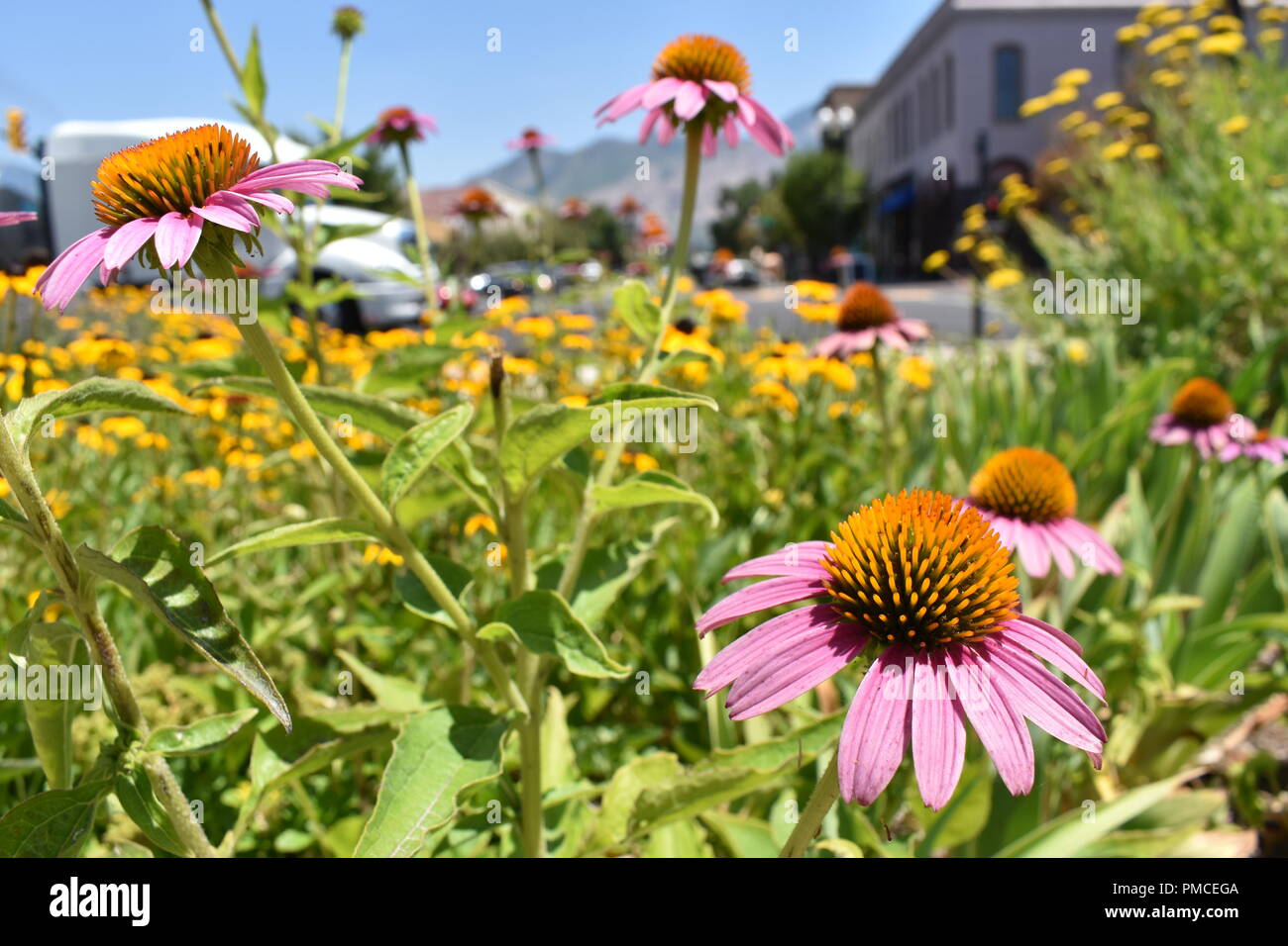 Leuchtend rosa Coneflowers in Ogden, UT Stockfoto