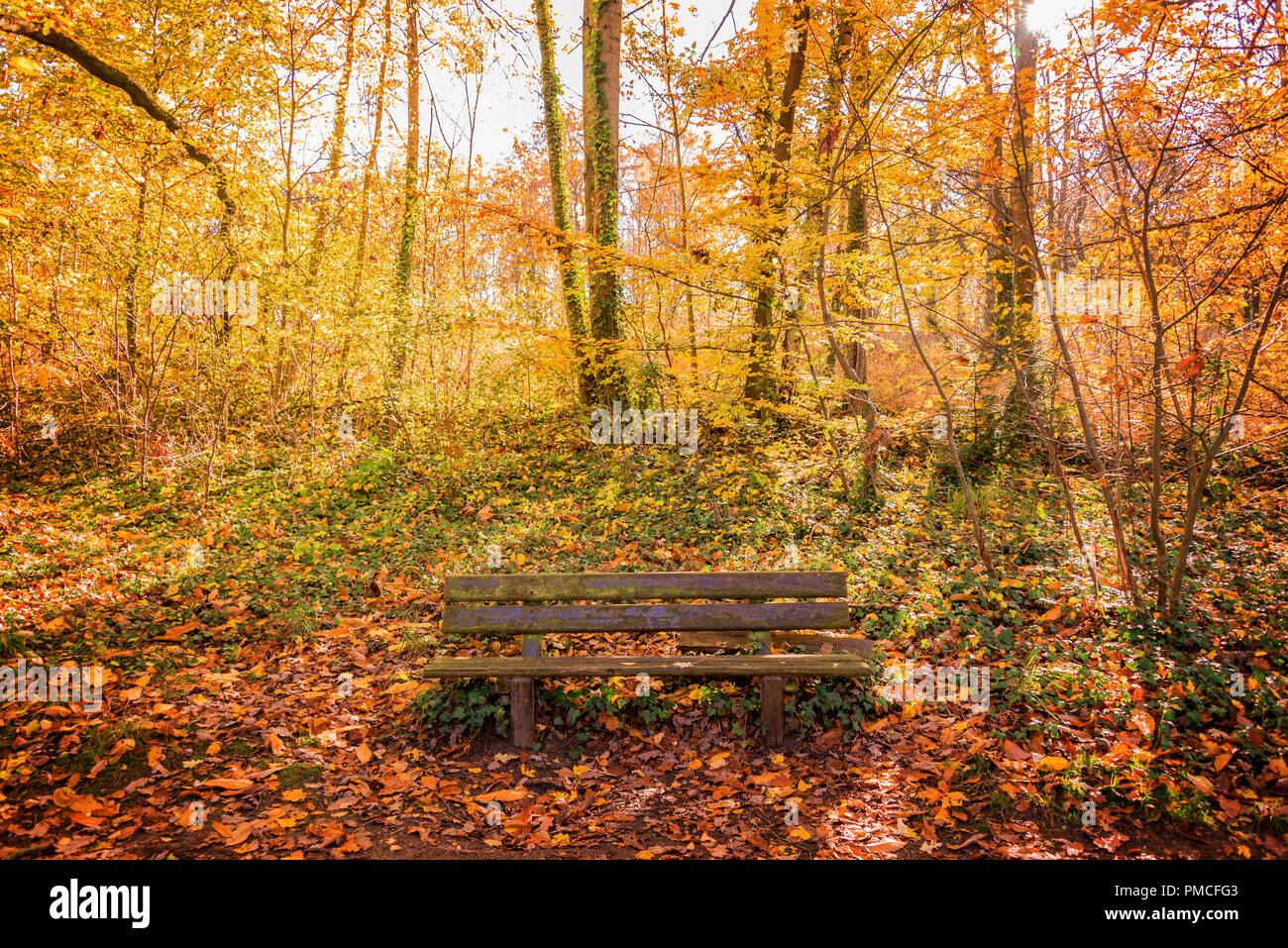 Holzbank in einem Wald im Herbst Stockfoto