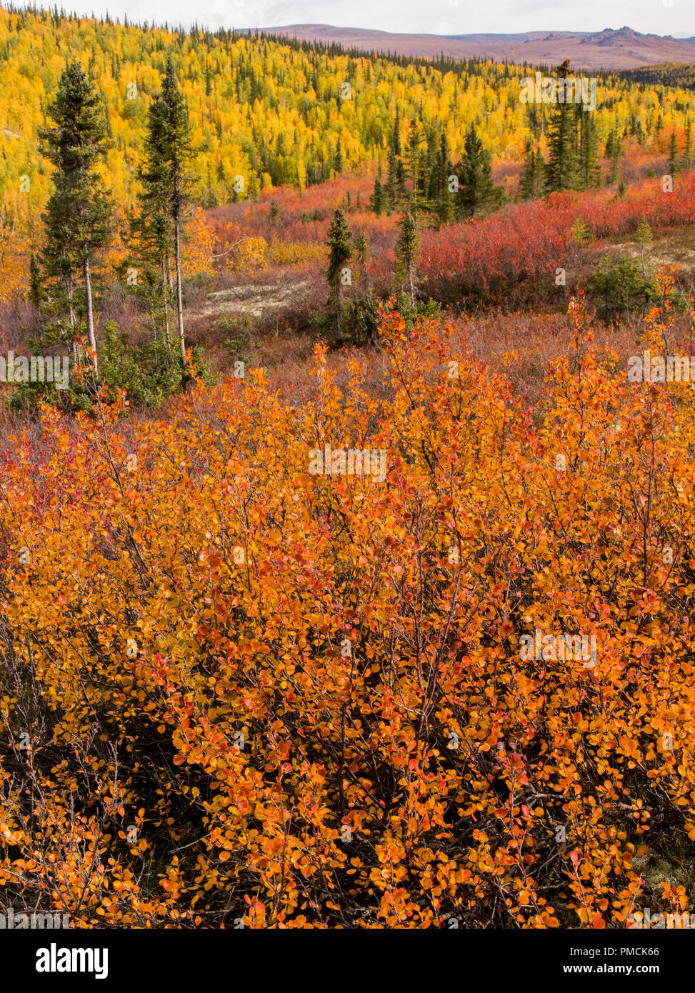 Herbstfarben in der Brooks Range, Arktische Alaska. Stockfoto