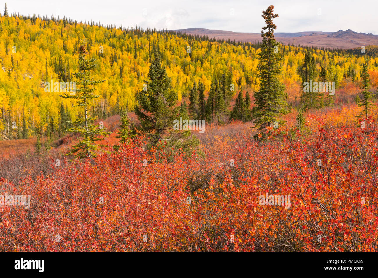 Herbstfarben in der Brooks Range, Arktische Alaska. Stockfoto