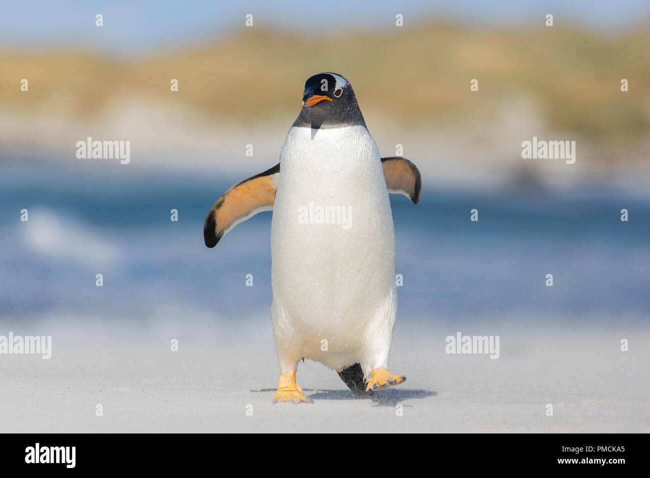 Gentoo Pinguin, Sea Lion Island, Falkland Inseln. Stockfoto