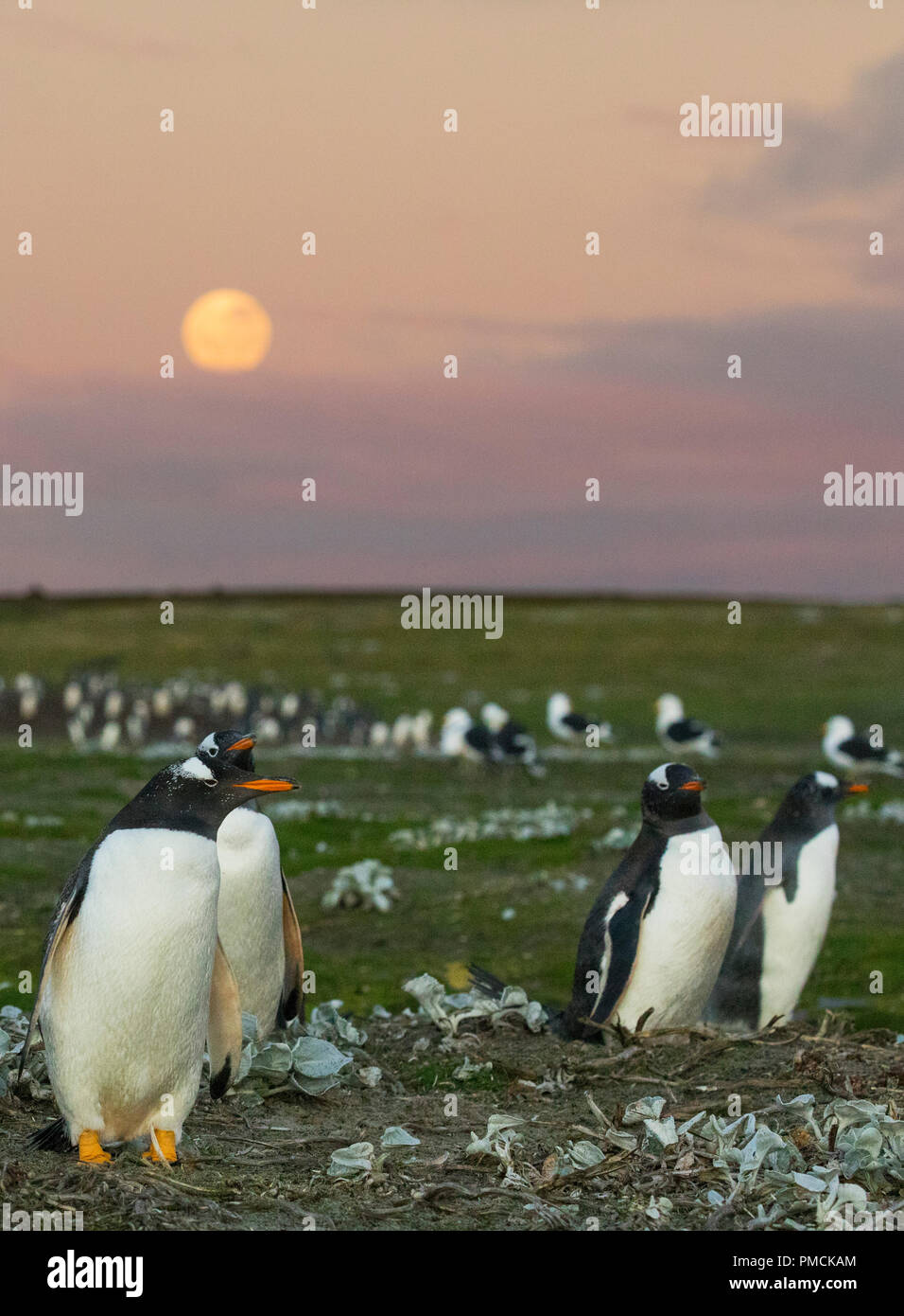 Gentoo Penguins, Sea Lion Island, Falkland Inseln. Stockfoto