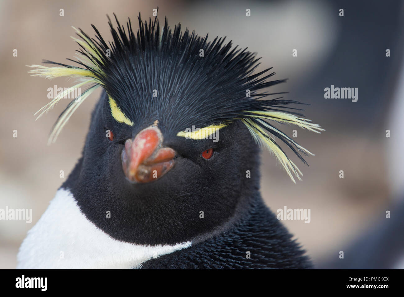 Rockhopper Penguin, Sea Lion Island, Falkland Inseln. Stockfoto